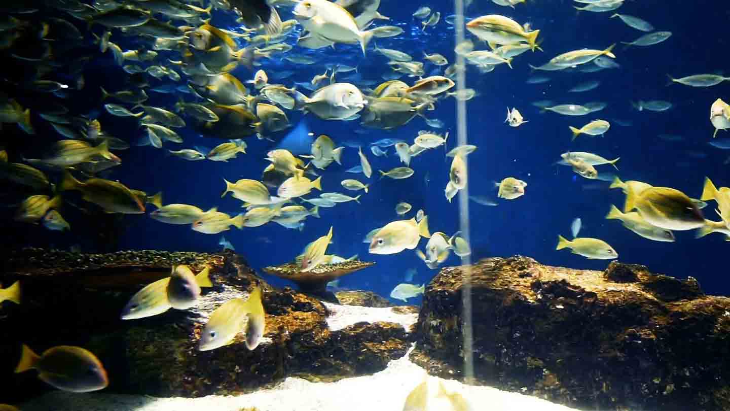 aquarium 